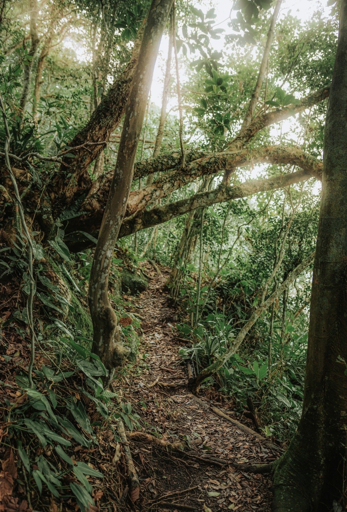 Vegetação da Mata Atlântica fotografada no entorno da cabana